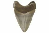 Serrated, ” Fossil Megalodon Tooth - Aurora, North Carolina #205625-1